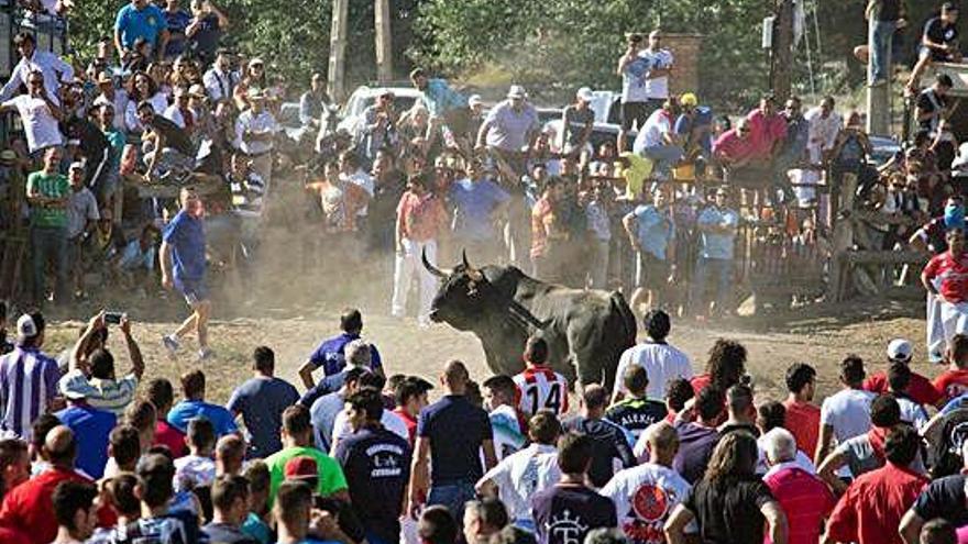 Celebración del Toro de la Vega el año pasado en Tordesillas.