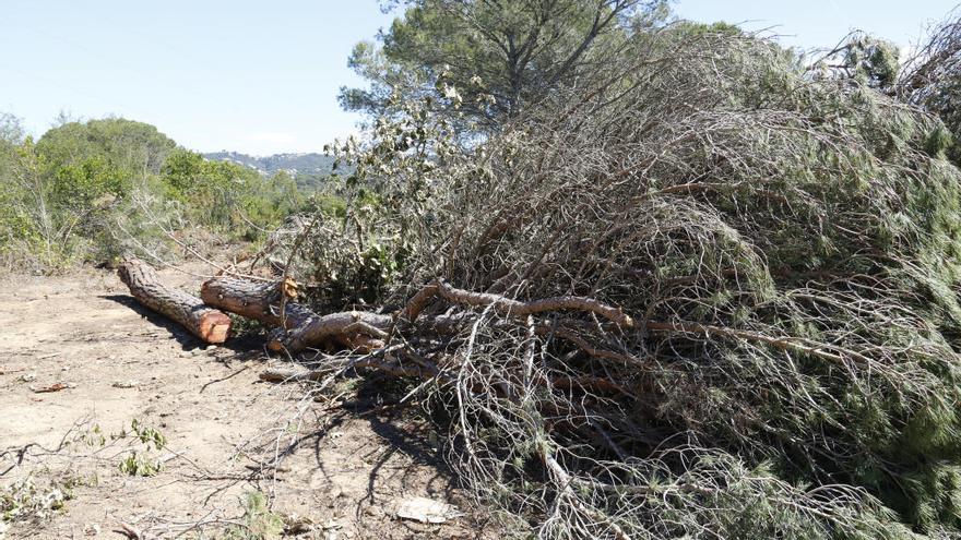 Els arbres tallats en les obres d&#039;ampliació de la C-32