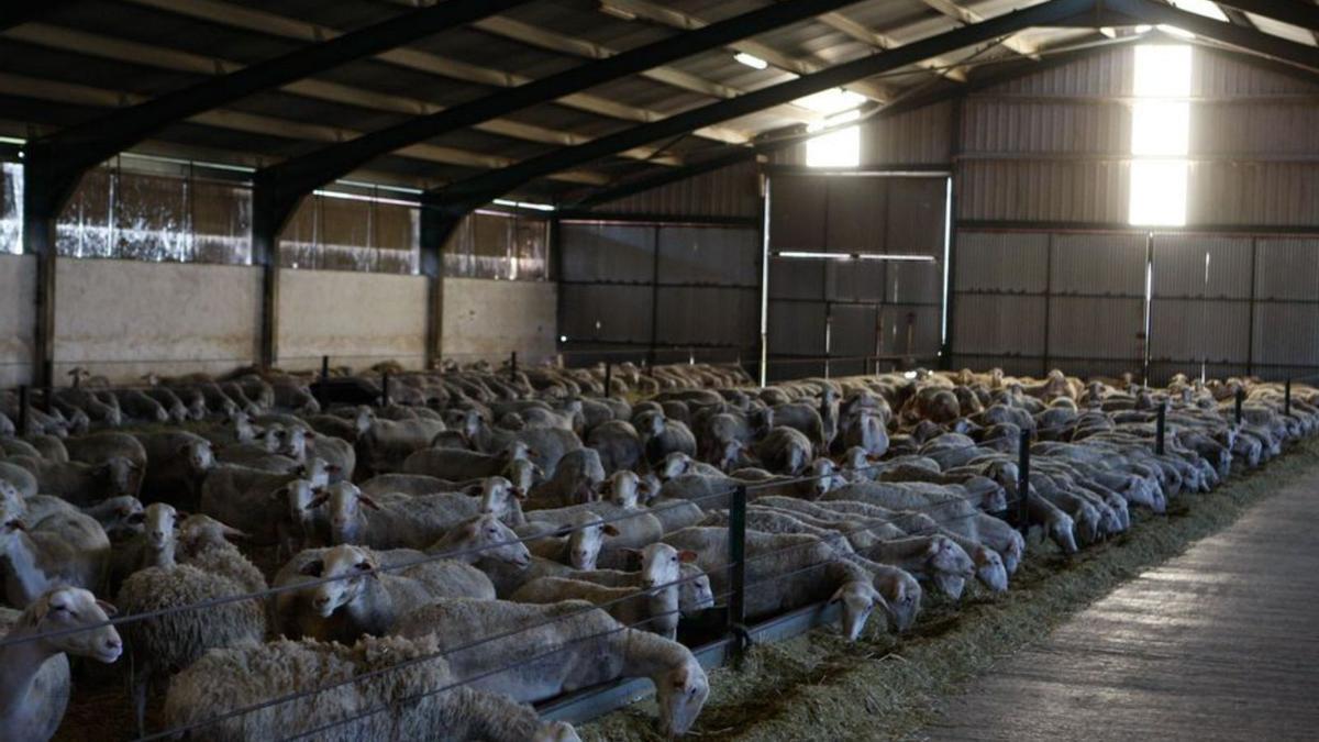 Granja de ovejas en la provincia de Zamora. | Emilio Fraile