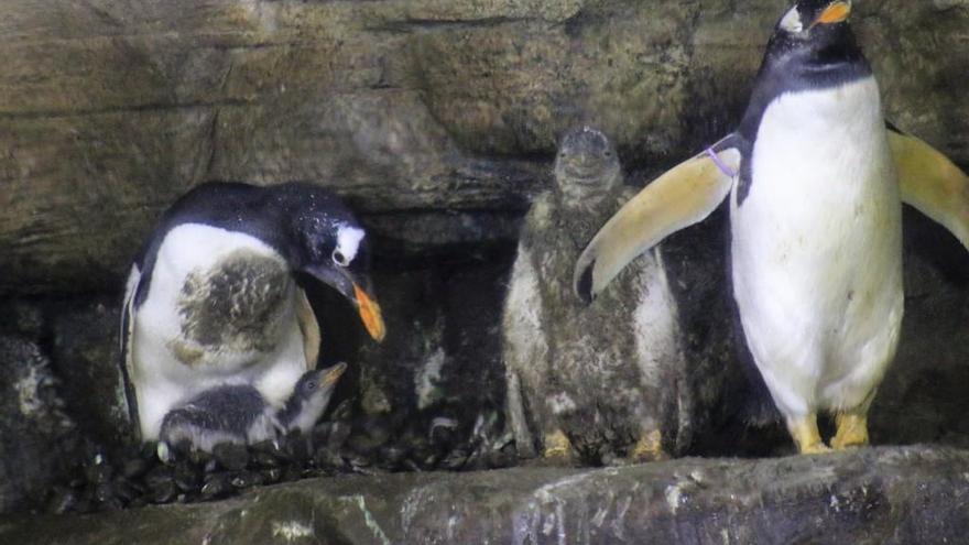 Nacen cuatro pingüinos &#039;Juanito&#039; en el Oceanogràfic