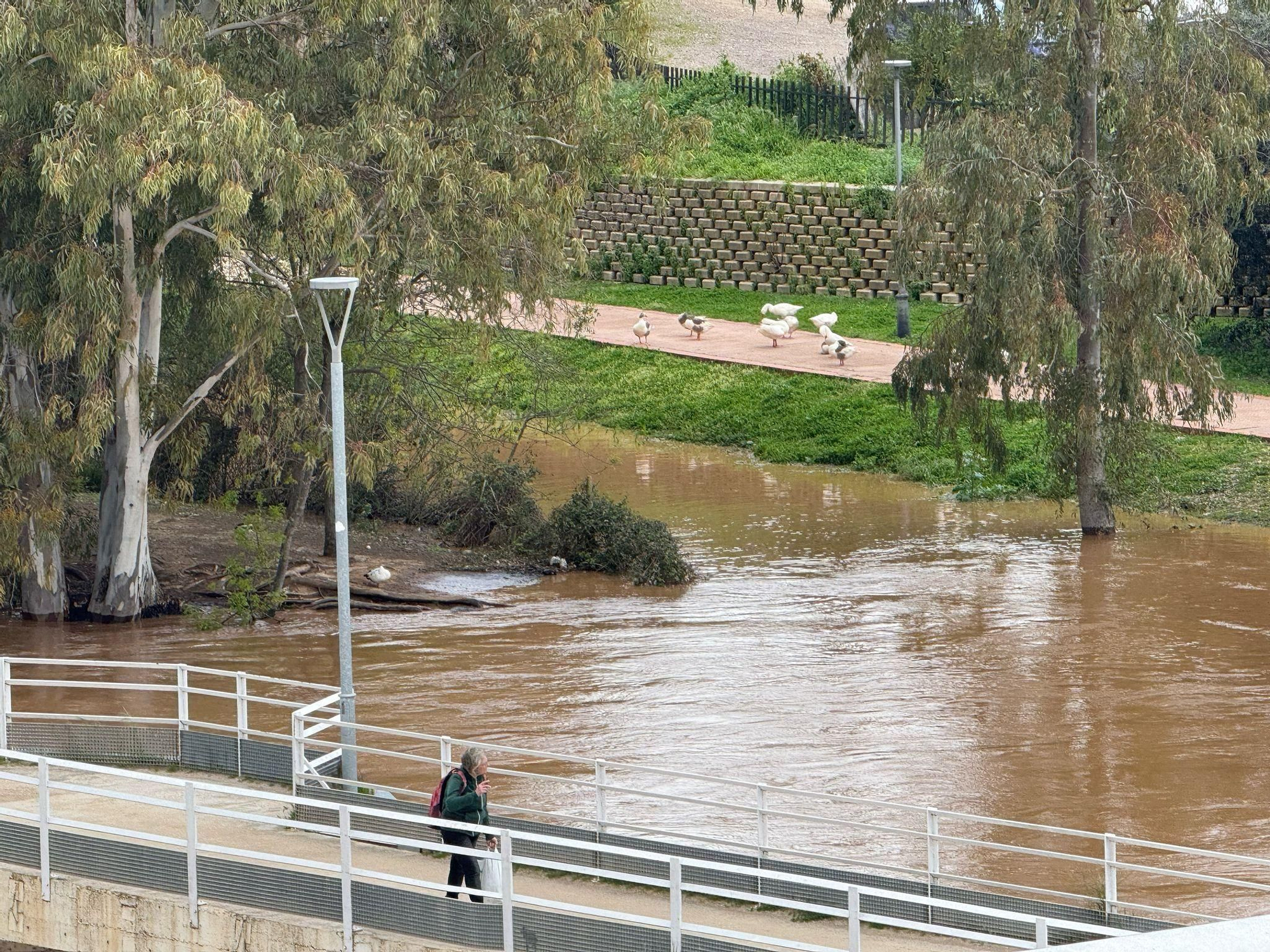 Así de crecido pasa el caudal del río Guadiana por Mérida