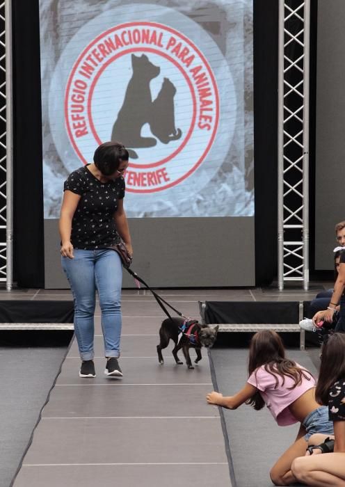 Pasarela de adopción de mascotas en Los Realejos