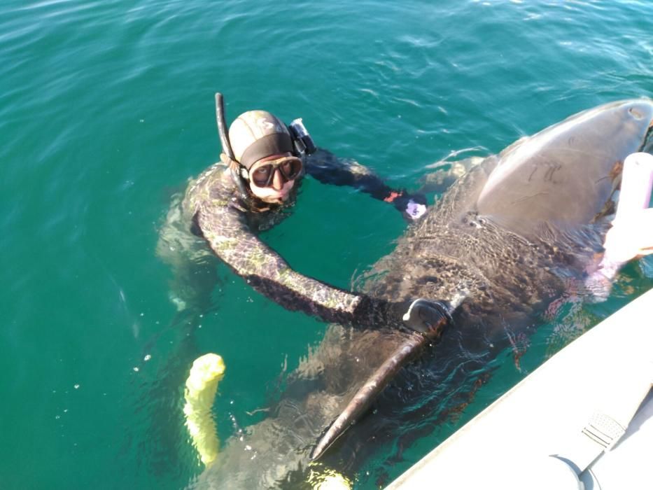 Delfin in der Bucht von Palma aus Fischernetz gerettet