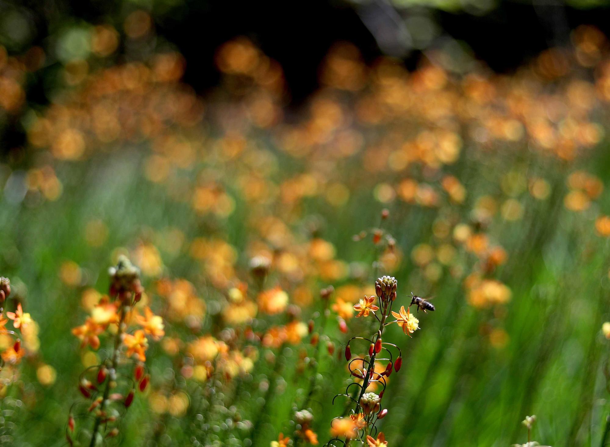 Las flores del Jardín Botánico en primavera