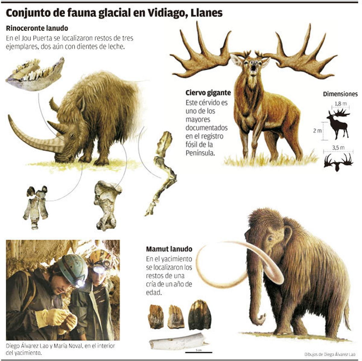 Recuperan restos de rinocerontes lanudos y mamuts en un yacimiento de Vidiago