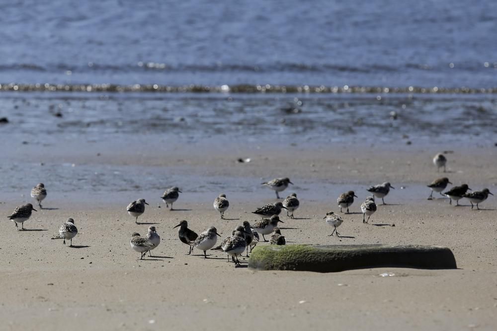 Pájaros en la charca de Zeluan y ensenada de Llodero