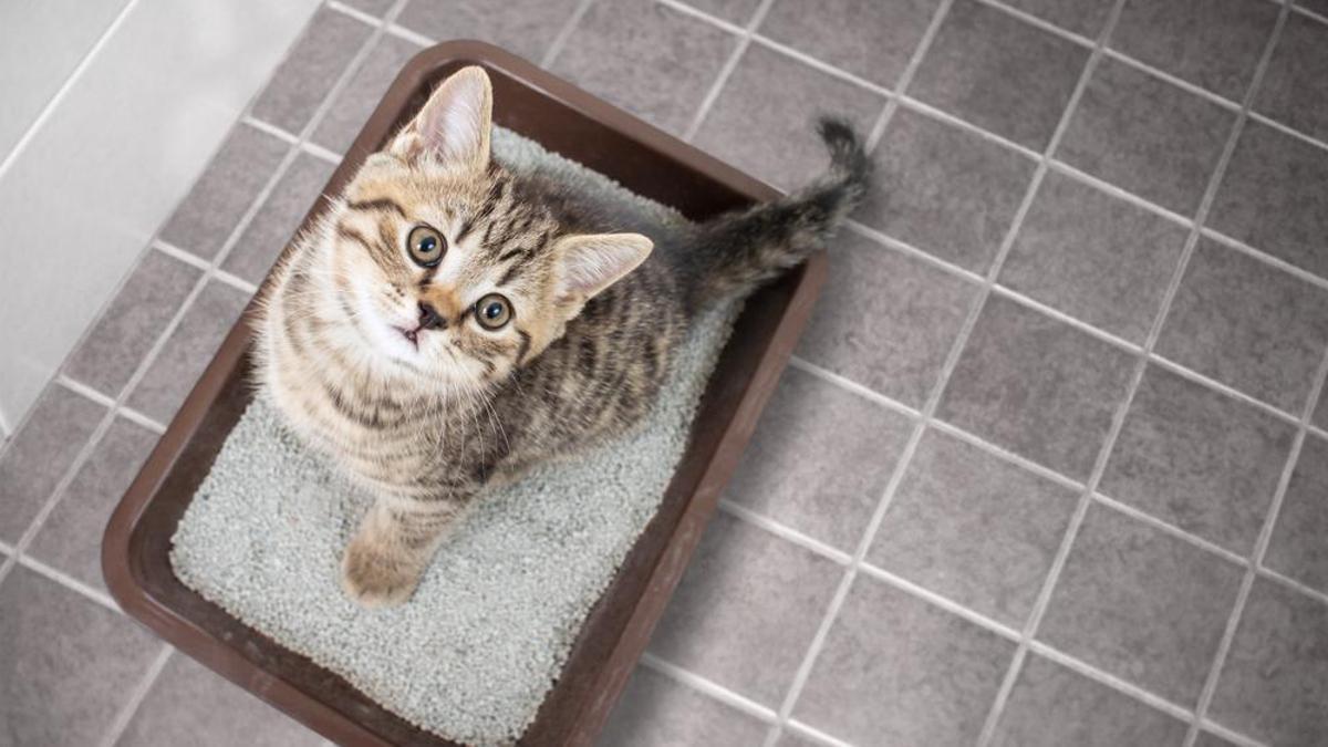 El estudio descubre que incluso los gatos que eran más activos todavía eligieron la comida disponible gratuitamente