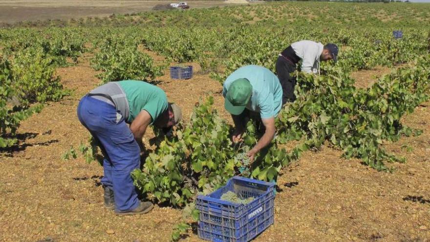 Un grupo de viticultores durante las labores de vendimia, el pasado año, en una finca de Tierra del Vino.