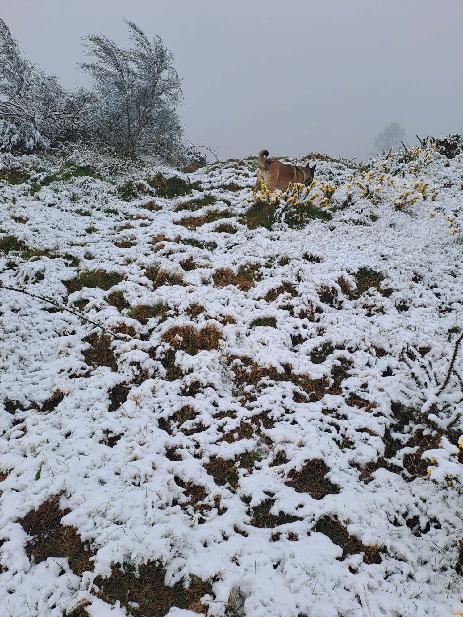 Nevada en el interior de Pontevedra