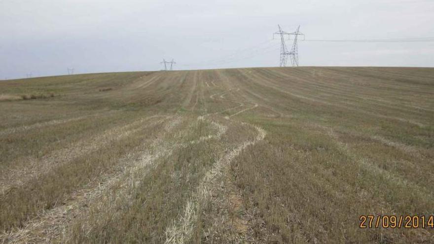 Un rastrojo en el término de Moreruela de los Infanzones donde son visibles las huellas de un vehículo.