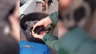 La Guardia Civil rescata a cachorros de perro mutilados por su dueño