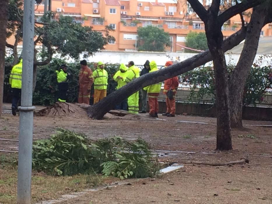 Pino caído en Almàssera, con la vía del metro, detrás