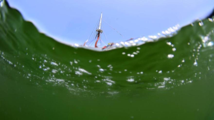 &quot;La eutrofización del mar Menor es alarmante, se está tornando en una sopa verde&quot;, denuncia Josep-María Gili, biólogo marino del Instituto de Ciencias del Mar de Barcelona.