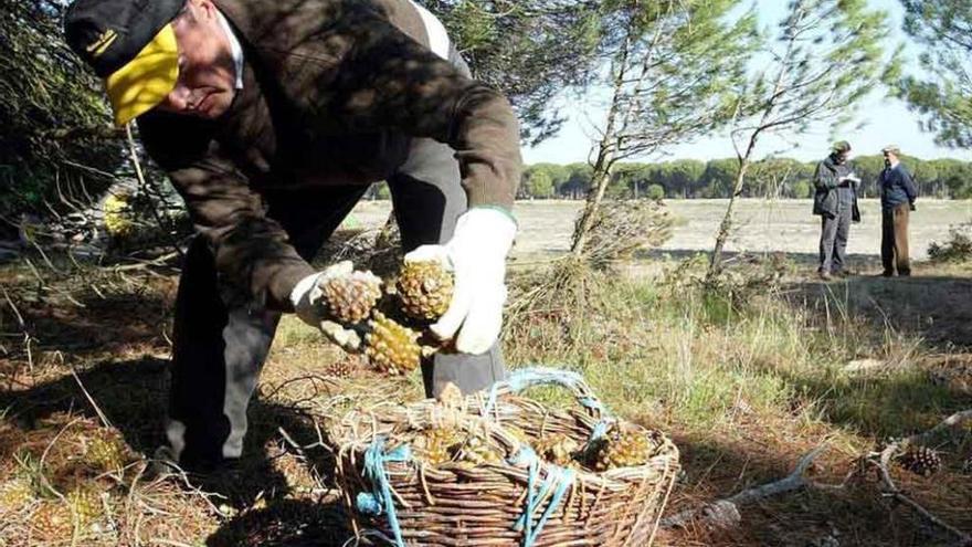 Recogida de piñas en un pinar de Zamora.