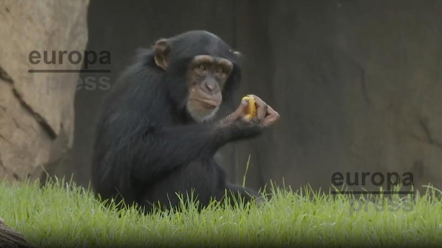 Reparten helados y sorbetes para los animales del zoo por el intenso calor