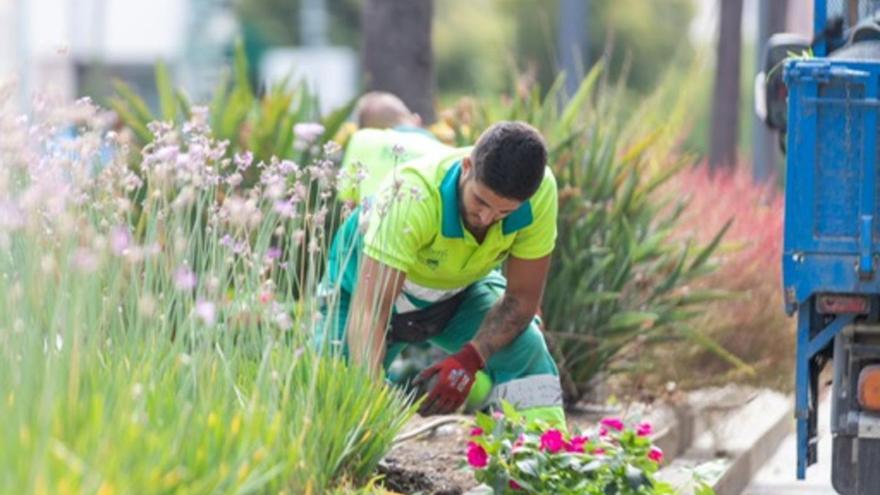 Un operario planta flores de temporada en la jardinera de una de las calles de Marbella