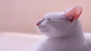 Pon atención si tu gato tiene las orejas calientes: este es su significado