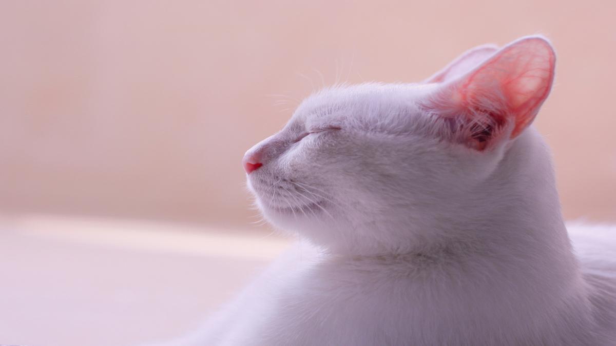 Significado de que las orejas de tu gato estén rojas