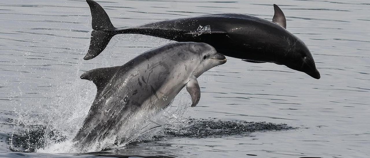 Dos delfines mulares en las Rías Baixas.