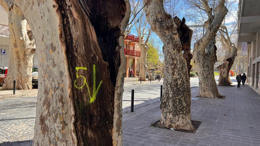 Figueres comença la tala de sis plataners de l&#039;avinguda Perpinyà pel risc de caiguda