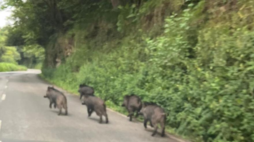 Los ganaderos de Gozón piden poner freno a los jabalíes en el concejo