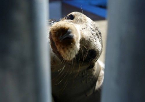 Un león marino de California rescatado en el Centro de Mamíferos Marinos del Pacífico de California