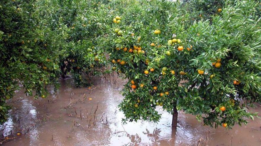 Las lluvias, beneficiosas para el campo excepto en algunas zonas inundadas