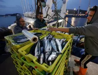 ¿Qué pasa con la xarda? Los pescadores no se explican su declive: "Casi ha desaparecido del mar"