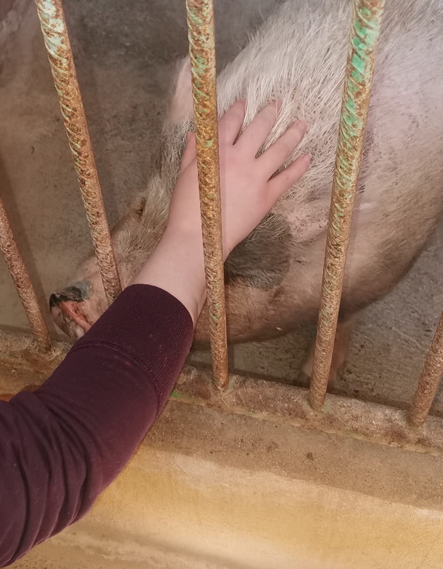 La cerda encontrada en Bétera