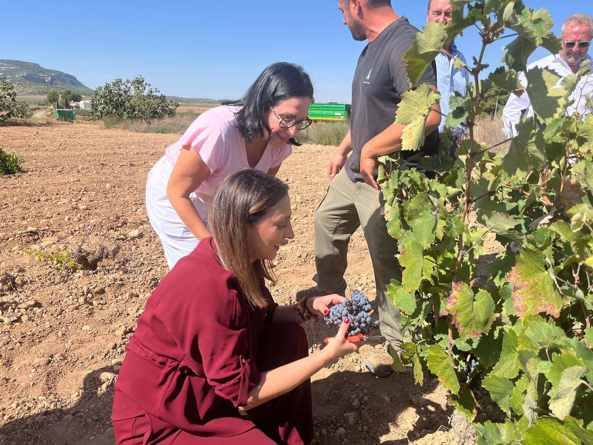 La consejera Sara Rubira en un viñedo de Yecla donde se trabaja en la vendimia