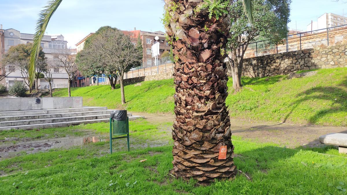 Una palmera, con el nuevo tratamiento para el picudo rojo en Plasencia.