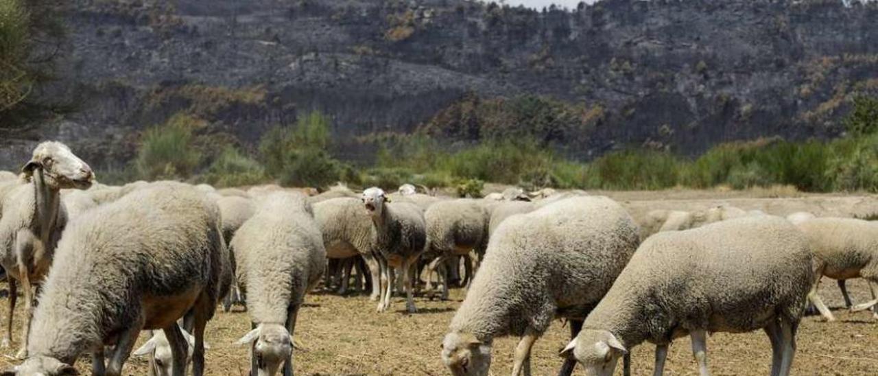Un rebaño de ovejas pasta en A Saceda (Cualedro), con la Serra do Larouco arrasada por el fuego. // Brais L.