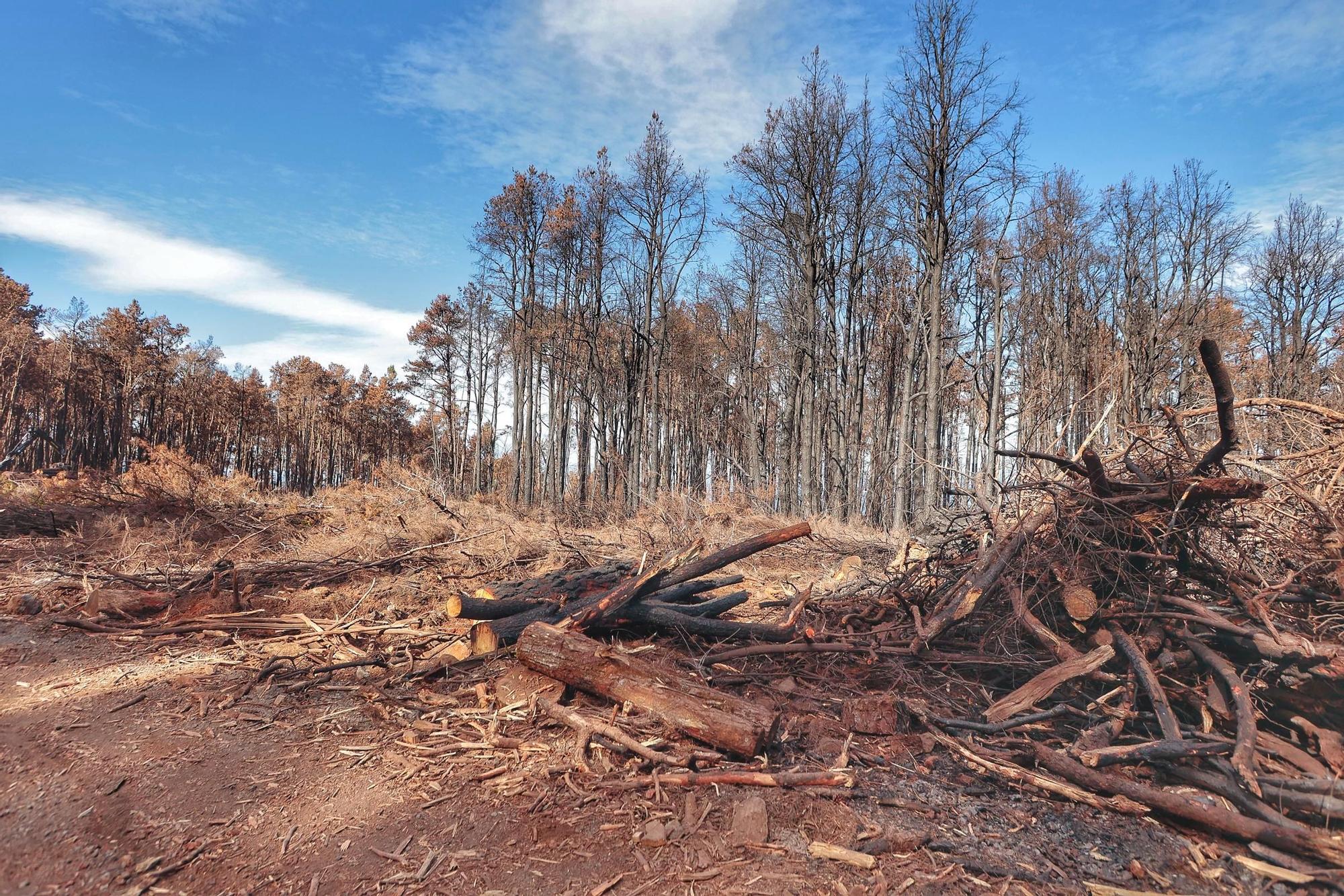 Visita a zonas afectadas por el incendio de agosto en Tenerife