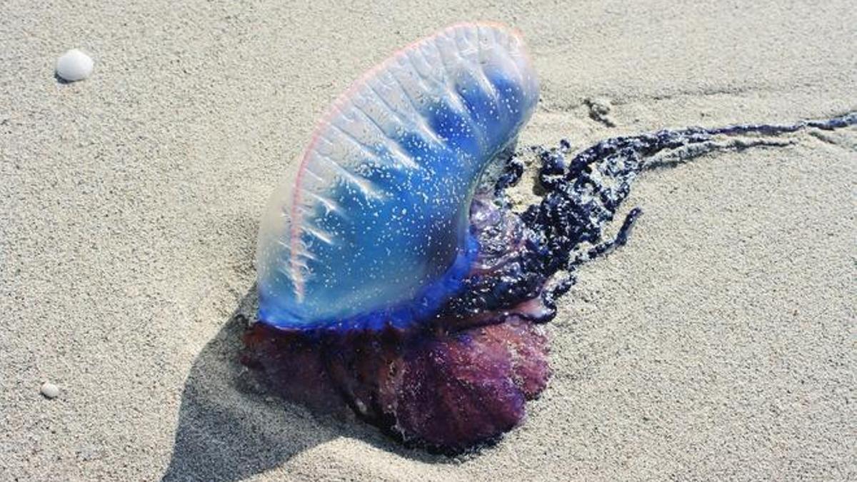 Una medusa en la playa