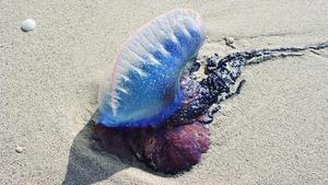 Una medusa en la playa. 