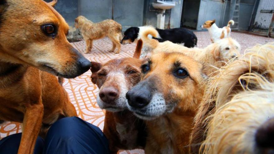 Perros en el refugio de A Madroa.   | // MARTA G. BREA