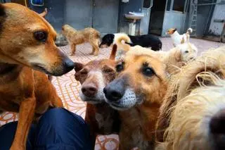 Las sanciones graves por no identificar o por descuidar animales se disparan un 76%