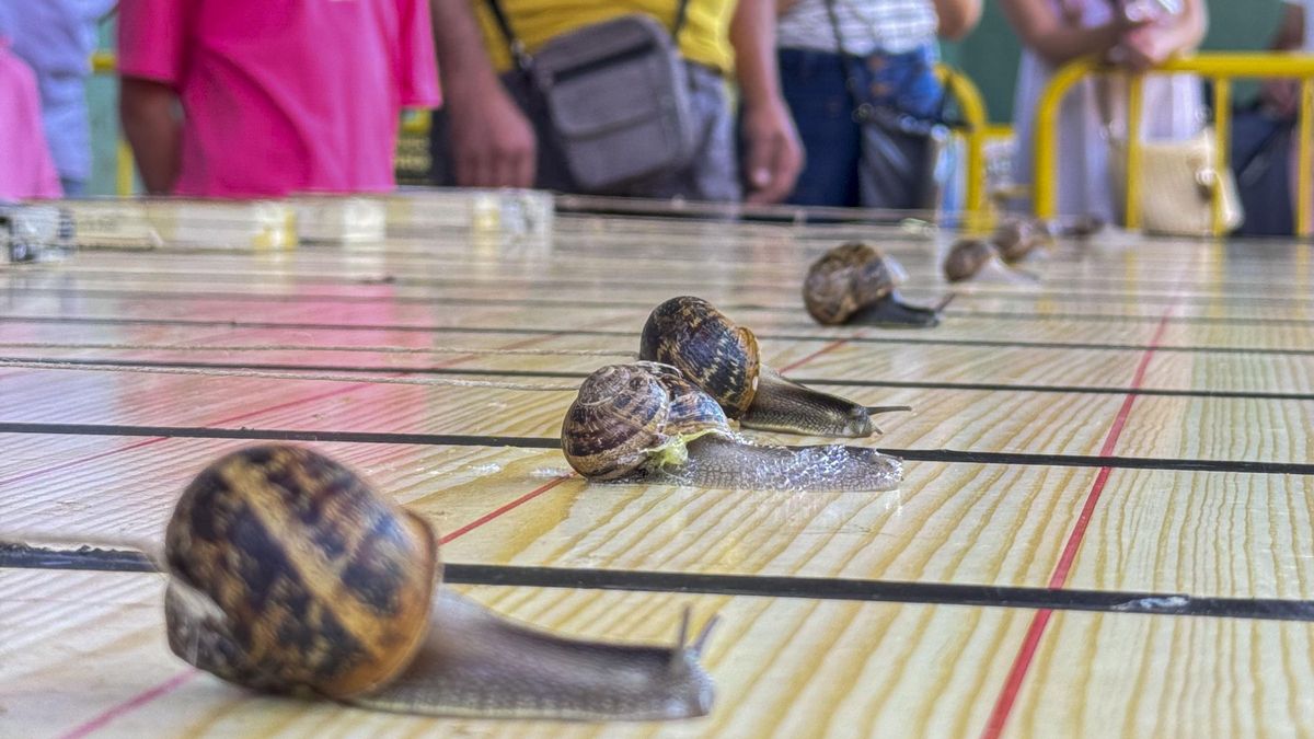 'Anguino' gana la 39 Carrera de Caracoles de Tricio (La Rioja) tras recorrer 62 milímetros
