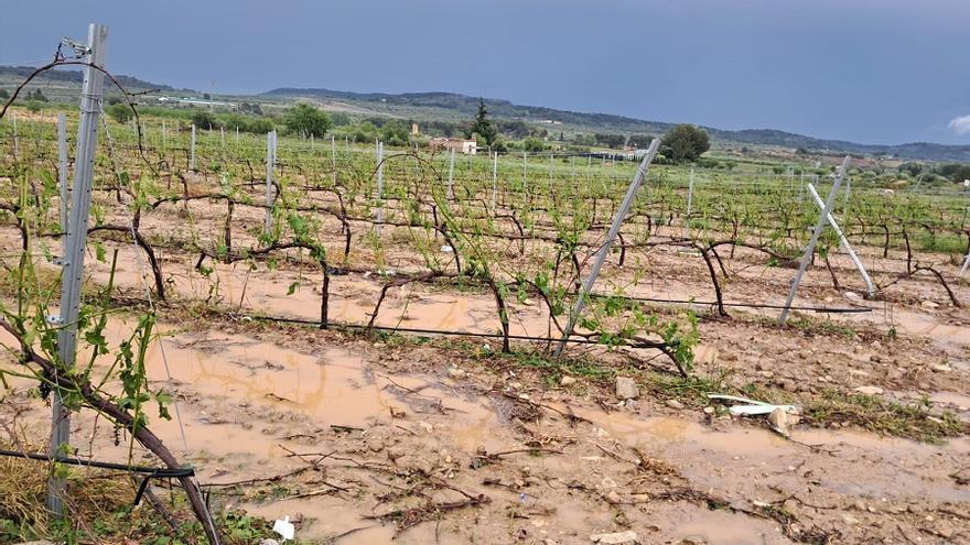 Viñedo afectado por la tormente de granizo en una explotación de Los Serranos.