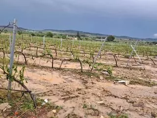 El pedrisco destroza unas 13.000 hectáreas de cultivos valencianos y deja hasta 40 millones en pérdidas