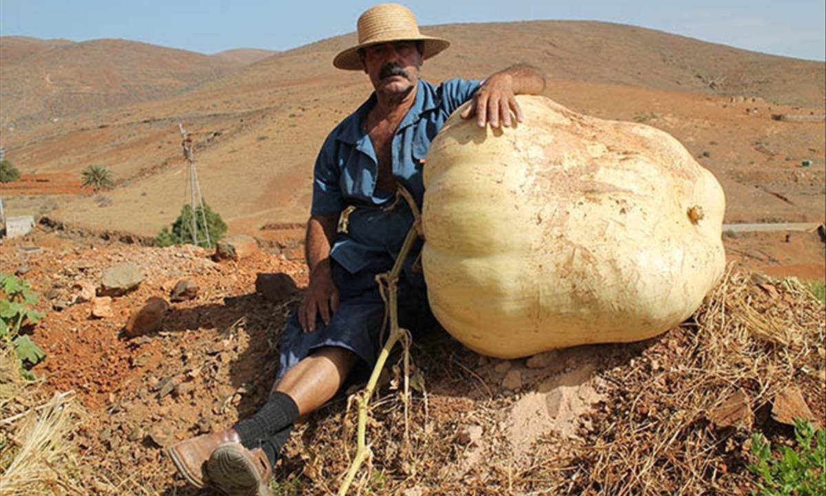 zentauroepp45057249 crece en agua de bueyes una calabaza gigante de 117 5 kilos 180916134501