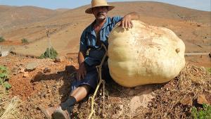 zentauroepp45057249 crece en agua de bueyes una calabaza gigante de 117 5 kilos 180916134501