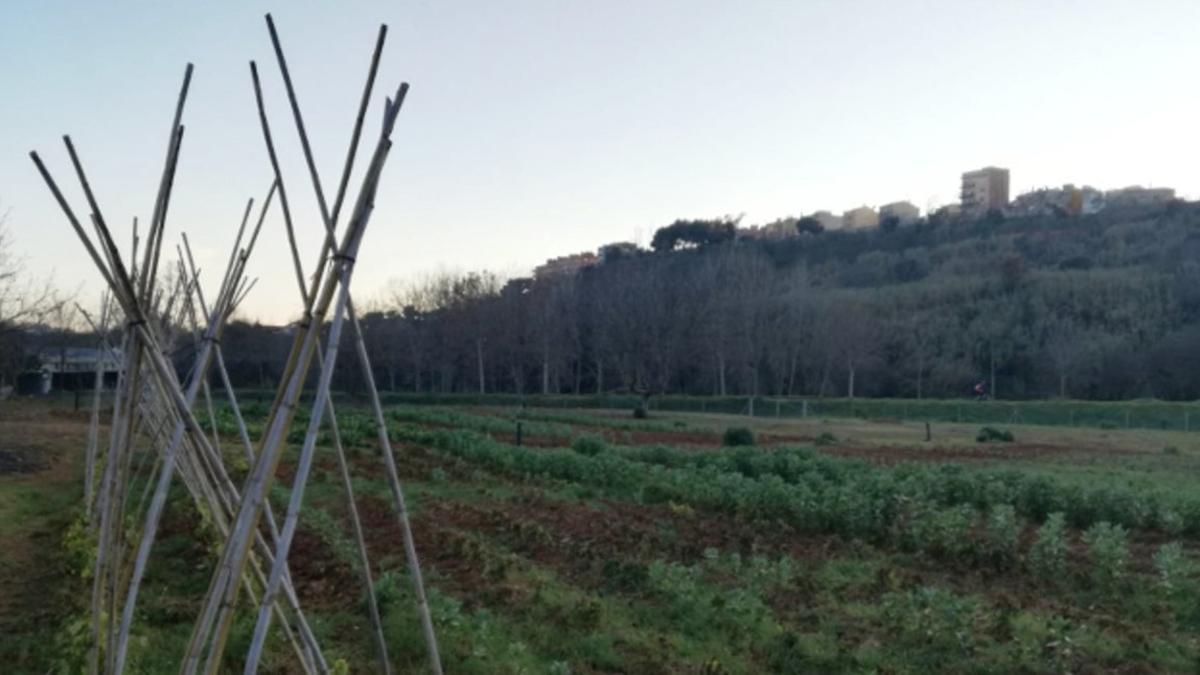 Sabadell cede huertos municipales a familias en situación de riesgo.