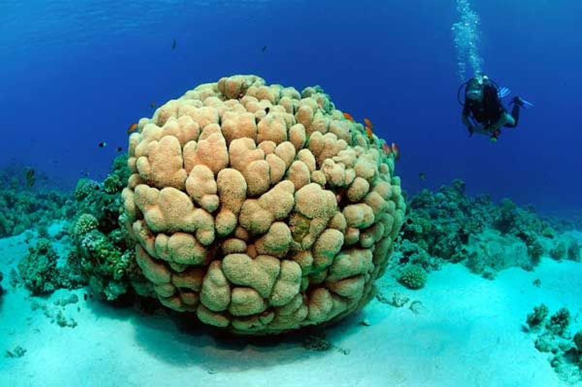 Un buceador explora un coral en el Mar Rojo.