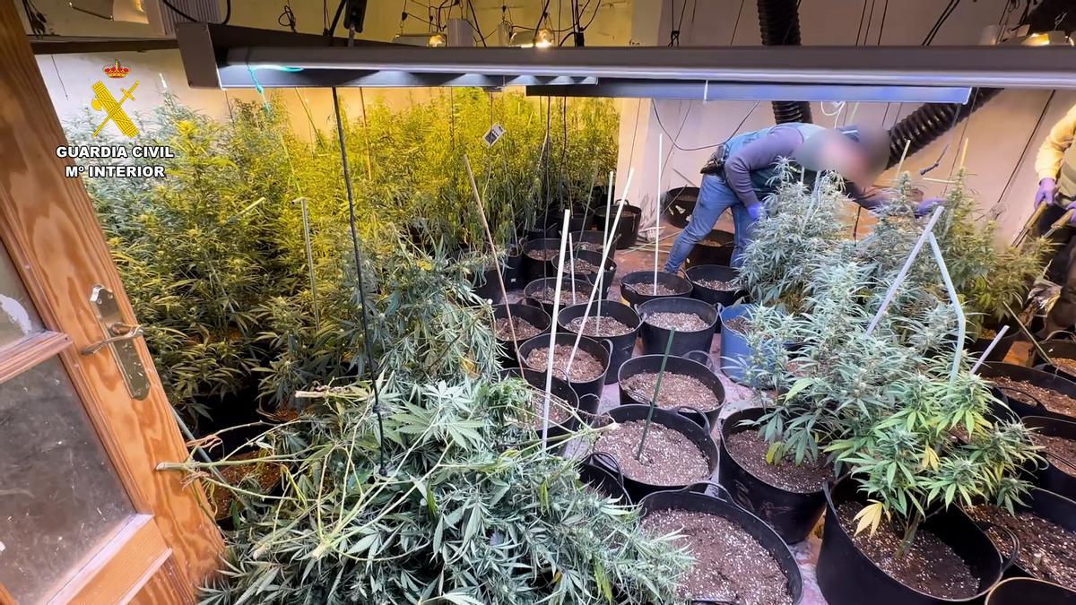 Cultivo intervenido en el interior de una vivienda