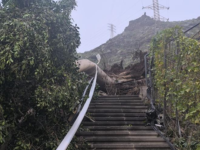 La dana arranca un árbol en Santa Cruz de Tenerife y deja incomunicados a una veintena de vecinos