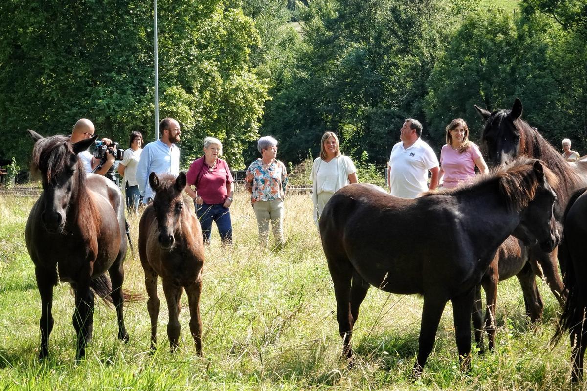 Inauguración del centro de interpretación del caballo asturcón.