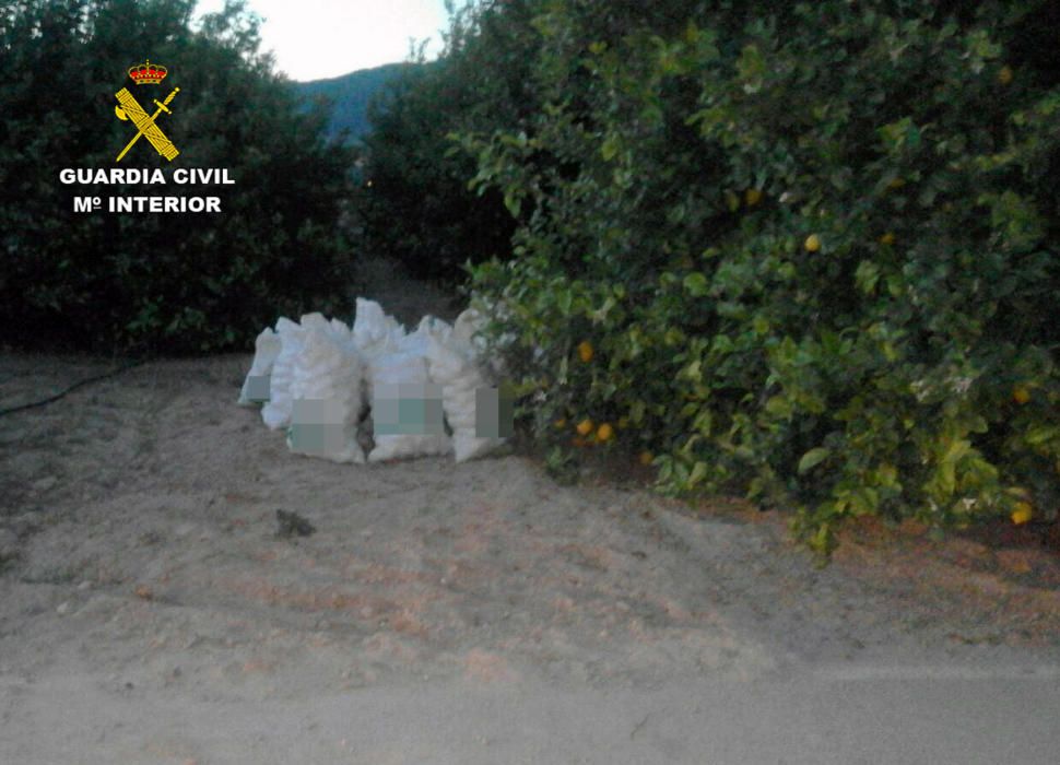 La Guardia Civil ha desmantelado un nutrido grupo delictivo dedicado a la sustracción de cítricos en el Valle del Guadalentín