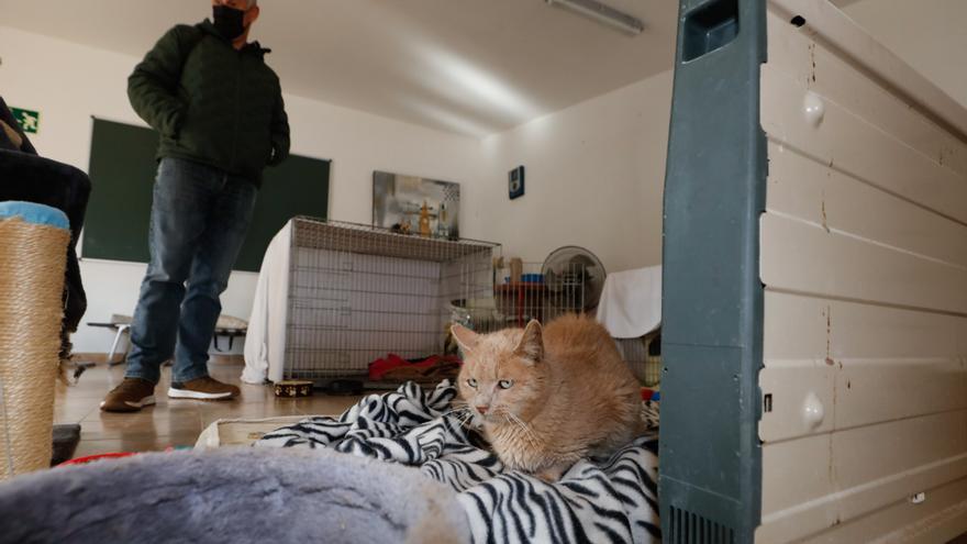 Más comodidades para los animales del Centro de Recuperación de Ibiza