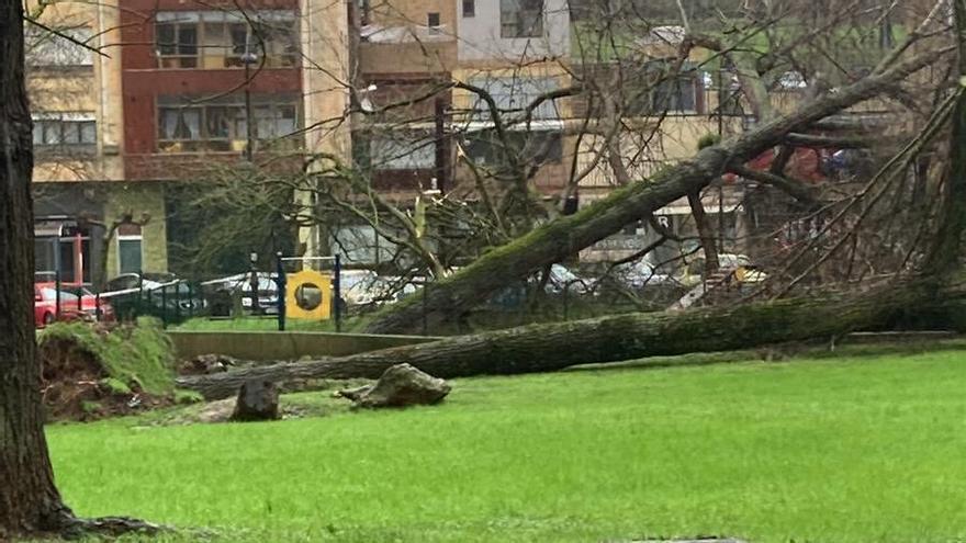 El temporal derriba un árbol en un parque de Piedras Blancas